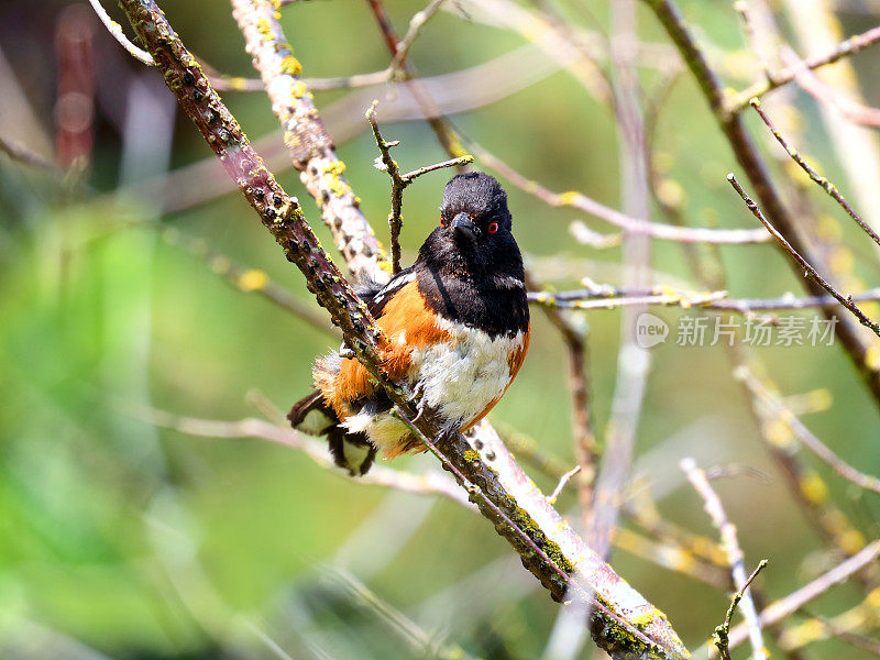 雄性斑点蟾(Pipilo maculatus)坐在一棵树上